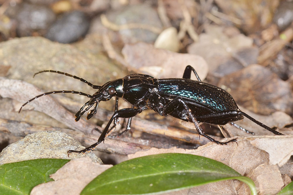 Carabus intricatus